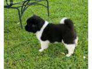 Akita Puppy for sale in Gurley, AL, USA