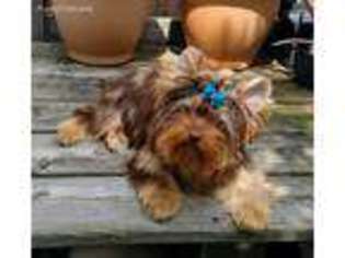 Yorkshire Terrier Puppy for sale in Ridgewood, NY, USA