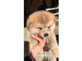 Akita Puppy for sale in Hoquiam, WA, USA