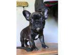 French Bulldog Puppy for sale in Manson, IA, USA