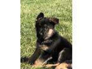 German Shepherd Dog Puppy for sale in Stanford, KY, USA