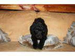 Goldendoodle Puppy for sale in Holly Springs, NC, USA