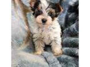 Yorkshire Terrier Puppy for sale in Dewey, OK, USA