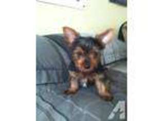 Yorkshire Terrier Puppy for sale in WALLER, TX, USA