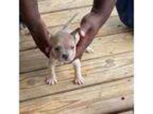 Mutt Puppy for sale in Alton, VA, USA