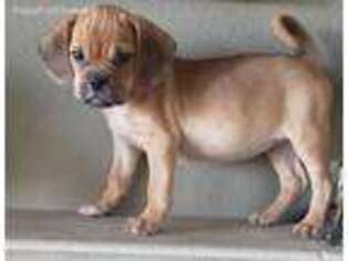 Puggle Puppy for sale in San Diego, CA, USA