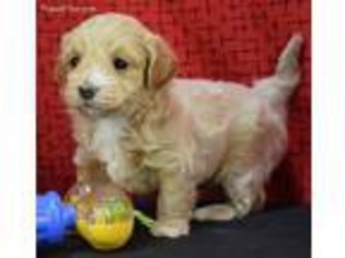 Poovanese Puppy for sale in Springfield, MO, USA