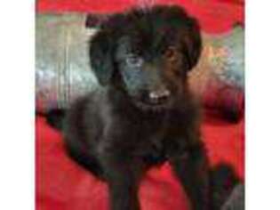Shepadoodle Puppy for sale in Unknown, , USA