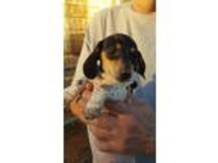 Dachshund Puppy for sale in Big Spring, TX, USA