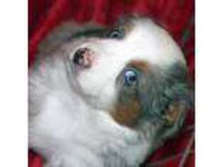 Miniature Australian Shepherd Puppy for sale in Palisade, CO, USA