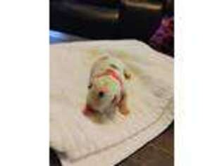 Bulldog Puppy for sale in Rincon, GA, USA