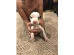 Great Dane Puppy for sale in Moore, TX, USA