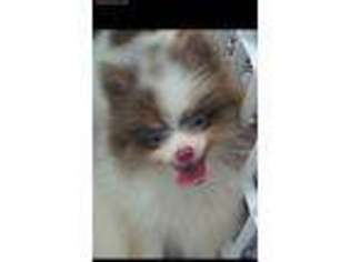 Pomeranian Puppy for sale in Middletown, NJ, USA