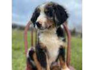 Bernese Mountain Dog Puppy for sale in Floyd, VA, USA