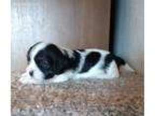 Cavalier King Charles Spaniel Puppy for sale in Nickelsville, VA, USA