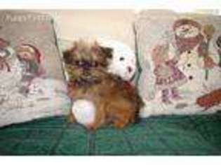 Brussels Griffon Puppy for sale in Alma, NE, USA