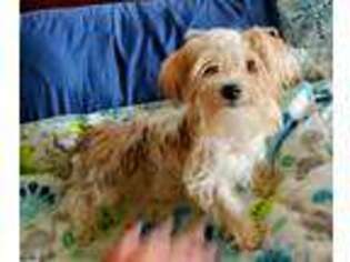 Mutt Puppy for sale in Crystal River, FL, USA