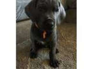 Great Dane Puppy for sale in Rock Creek, OH, USA