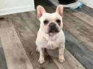 French Bulldog Puppy for sale in Burnsville, MN, USA