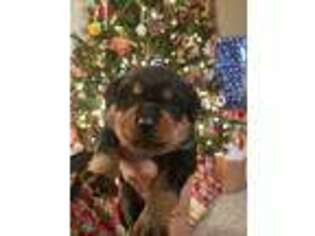 Rottweiler Puppy for sale in Williamston, NC, USA