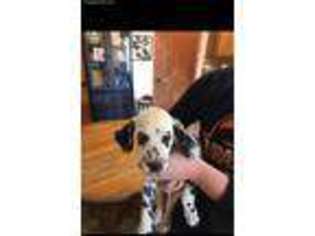 Dalmatian Puppy for sale in Red Oak, OK, USA