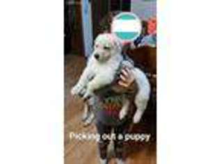 German Shepherd Dog Puppy for sale in Yale, MI, USA