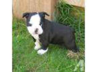 Boston Terrier Puppy for sale in PUYALLUP, WA, USA