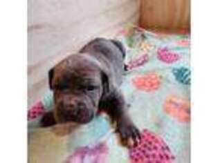 Cane Corso Puppy for sale in Troy, NY, USA