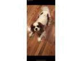 Cavalier King Charles Spaniel Puppy for sale in White House, TN, USA