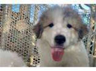 Great Pyrenees Puppy for sale in Nashville, TN, USA