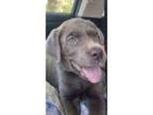 Labrador Retriever Puppy for sale in Keller, TX, USA