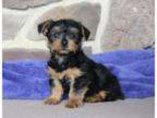 Yorkshire Terrier Puppy for sale in Gordonville, PA, USA