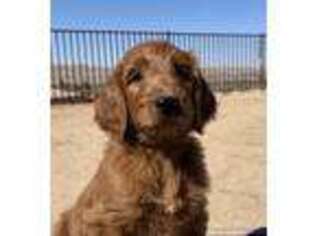 Goldendoodle Puppy for sale in Yucca Valley, CA, USA