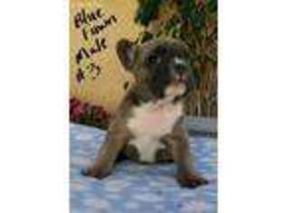 French Bulldog Puppy for sale in Buellton, CA, USA