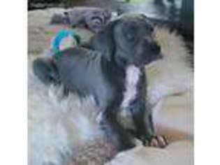 Great Dane Puppy for sale in Mount Juliet, TN, USA