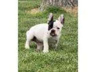 French Bulldog Puppy for sale in Holyoke, CO, USA