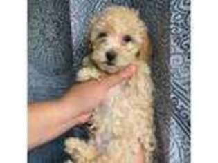 Mutt Puppy for sale in San Leandro, CA, USA