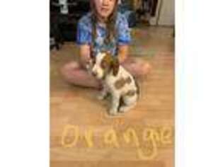 Brittany Puppy for sale in Fergus Falls, MN, USA