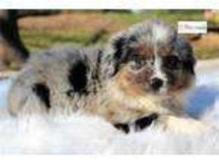 Australian Shepherd Puppy for sale in Fort Smith, AR, USA