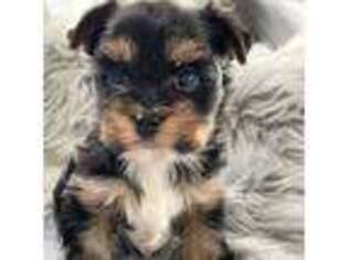 Yorkshire Terrier Puppy for sale in Fairhope, AL, USA