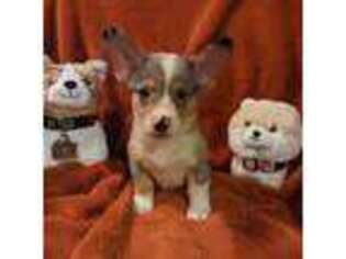 Pembroke Welsh Corgi Puppy for sale in Casa Grande, AZ, USA