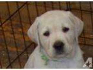 Labrador Retriever Puppy for sale in CENTER OSSIPEE, NH, USA