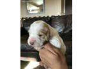 Brittany Puppy for sale in Cedar City, UT, USA