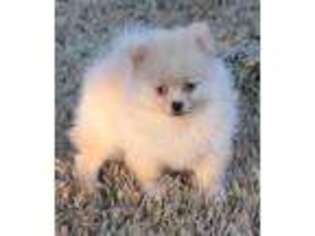 Pomeranian Puppy for sale in Bogart, GA, USA
