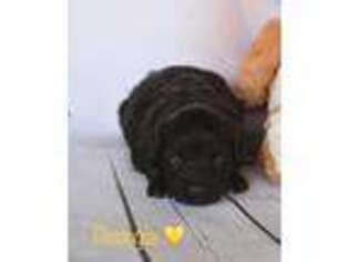 Mutt Puppy for sale in Bonham, TX, USA