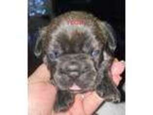 French Bulldog Puppy for sale in Green Spring, WV, USA