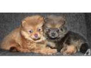 Pomeranian Puppy for sale in PLANO, TX, USA