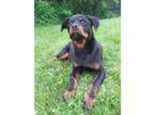 Rottweiler Puppy for sale in Terra Alta, WV, USA