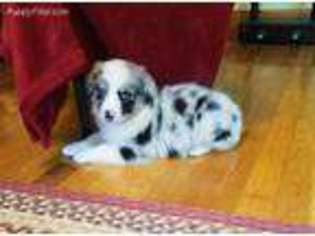 Australian Shepherd Puppy for sale in Cherokee, NC, USA