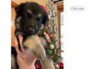 German Shepherd Dog Puppy for sale in Atlanta, GA, USA